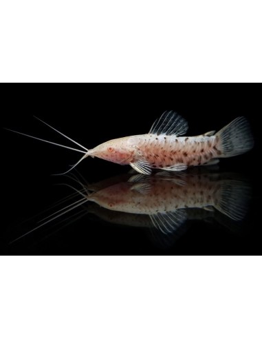 HOPLOSTERNUM THORACATA ALBINO L