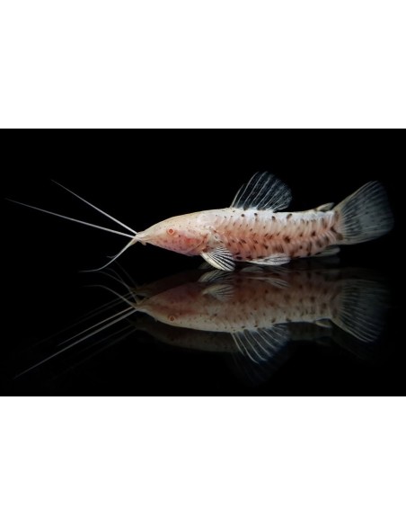 HOPLOSTERNUM THORACATA ALBINO L