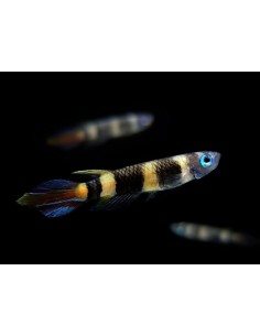 KILLI EPIPLATYS ANNULATUS 1.5-2CM