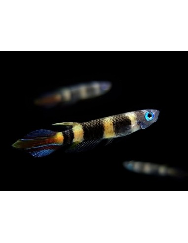 KILLI EPIPLATYS ANNULATUS 1.5-2CM