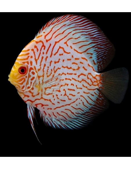 DISCO PICHON ROJO 6-7CM