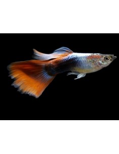 GUPPY MACHO H.B. ROJO DELTA NEON 3.5-4 CM BSF