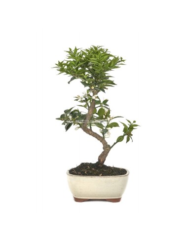 Bonsái Citrus Myrtifolia 8 Años | Naranjo Enano Aromático | Endanea Garden

