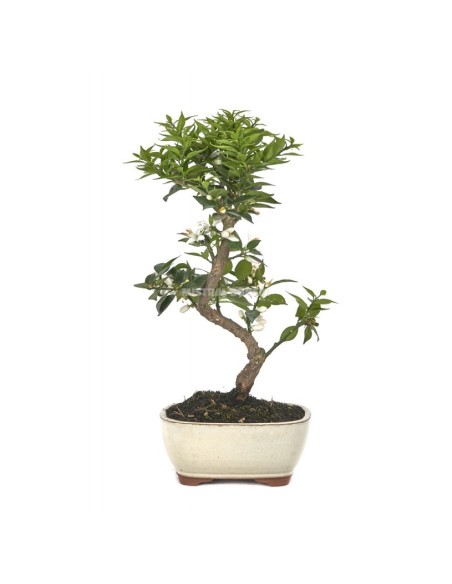 Bonsái Citrus Myrtifolia 8 Años | Naranjo Enano Aromático | Endanea Garden

