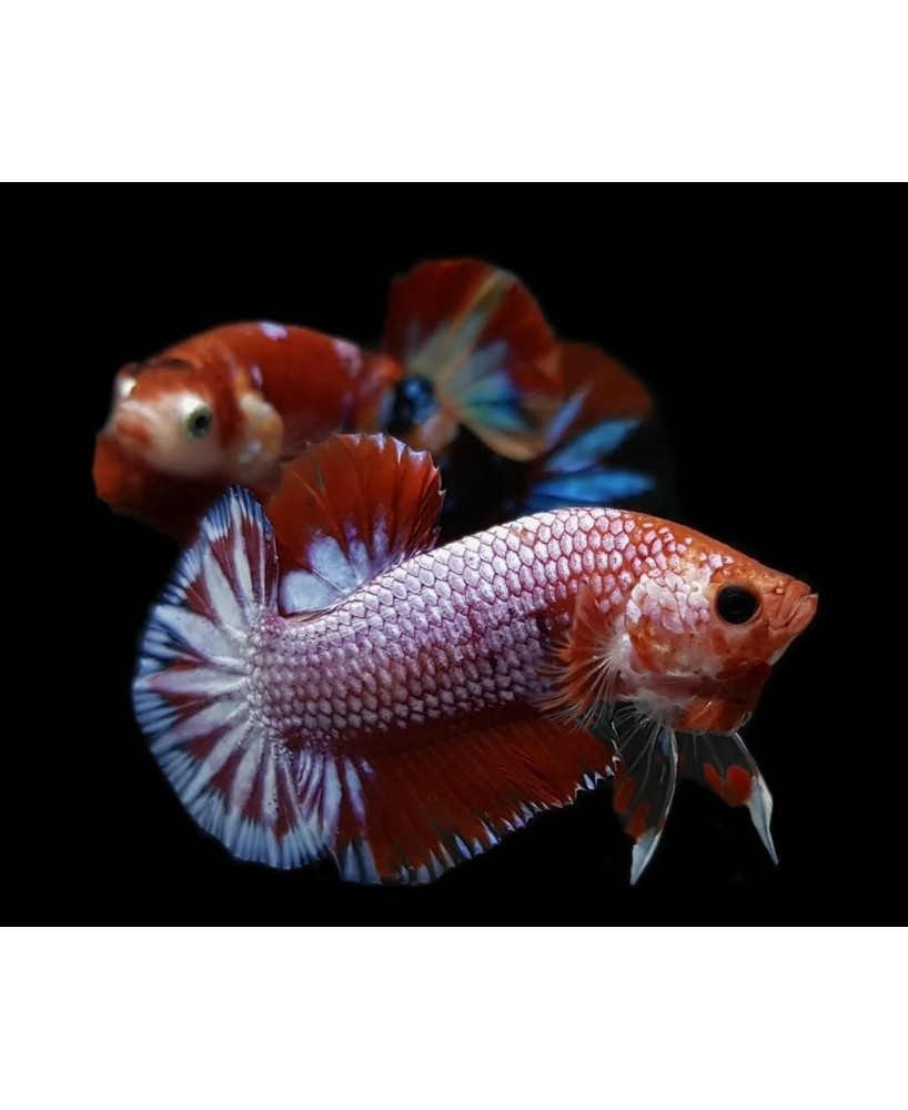 BETTA MACHO PLAKAT HELLBOY 3-4CM