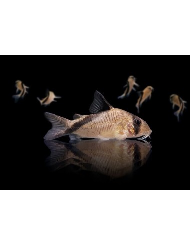 CORYDORAS MELINI SALVAJE 2.5-3 CM