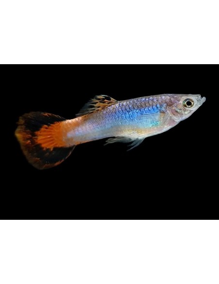 GUPPY MACHO CORAL 3-3.5CM