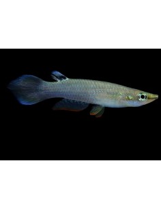 PANCHAX AZUL APLCHEILUS AFFINIS 3-3.5CM