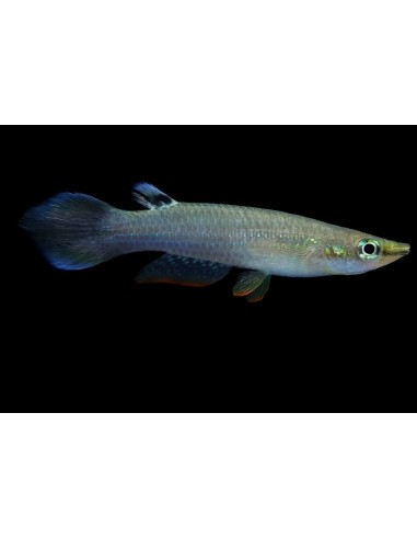 PANCHAX AZUL APLCHEILUS AFFINIS 3-3.5CM