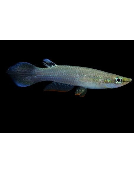 PANCHAX AZUL APLCHEILUS AFFINIS 3-3.5CM