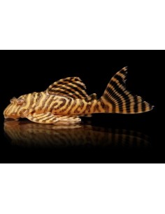 L 333HYPANCISTRUS SP 4-5CM