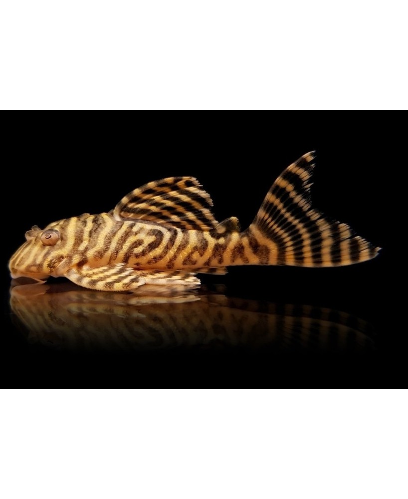 L 333HYPANCISTRUS SP 4-5CM