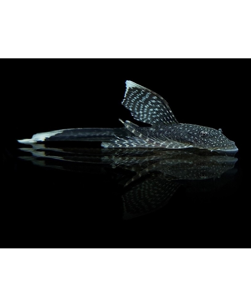 ANCISTRUS SP LONG FIN XL