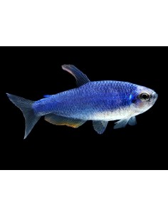 INPAICHTHYS KERRI SUPER BLUE 3-4