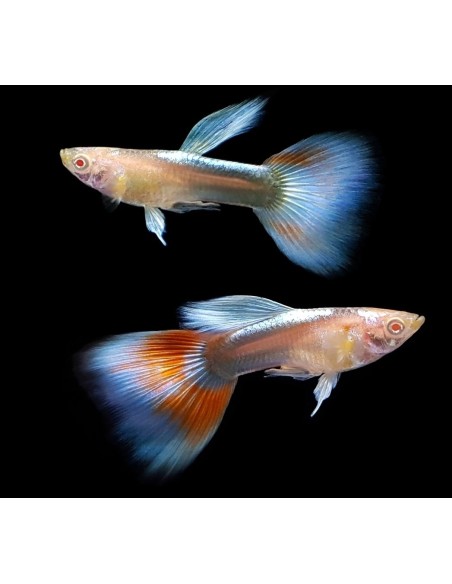 GUPPY MACHO SKY BLUE ALBINO 2-2,5CM