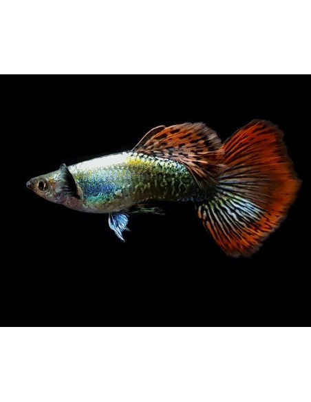 GUPPY MACHO LSD 2.5-3CM