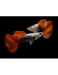 GUPPY MACHO DUMBO ROJO 2-2.5 CM