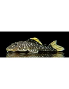 L128 HEMIANCISTRUS SP BLUE PHANTHOM 12-15CM