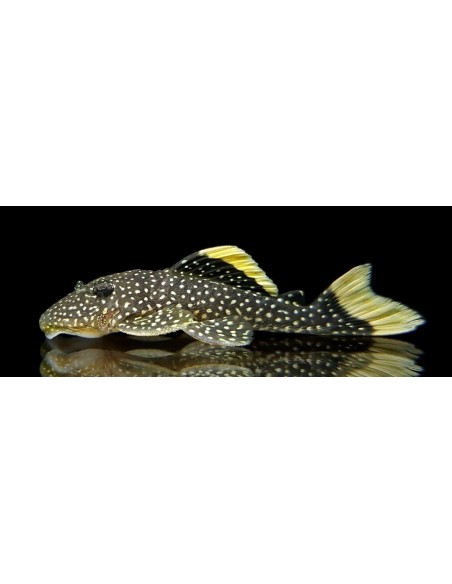 L128 HEMIANCISTRUS SP BLUE PHANTHOM 12-15CM