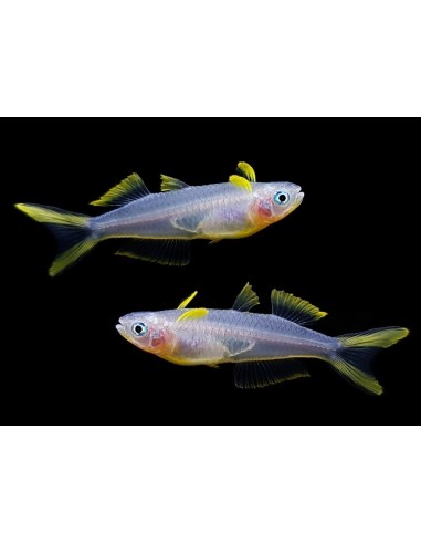 POPONDETA FURCATA 2-2.5 CM