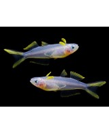 POPONDETA FURCATA 2-2.5 CM