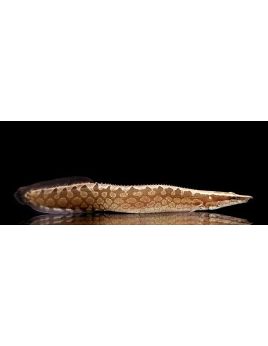 MASTACEMBELUS ARMATUS 8-10CM