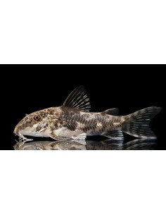 CORYDORAS BARBATUS 3-4CM