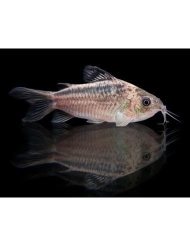 CORYDORAS NANUS 2,5-3CM