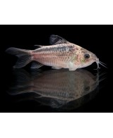 CORYDORAS NANUS 2,5-3CM