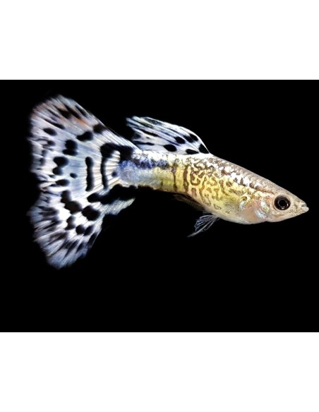 GUPPY MACHO S.S. AZUL DELTA 3.5-5CM BSF