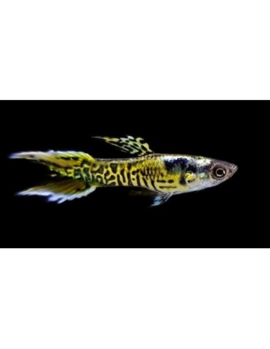 GUPPY MACHO ENDLER COBRA VERDE 2-2.5 CM