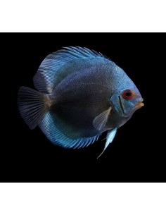 DISCO AZUL DIAMANTE 5-6CM 2