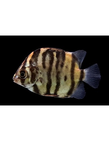 SCATOPHAGUS ROJO 3-4CM