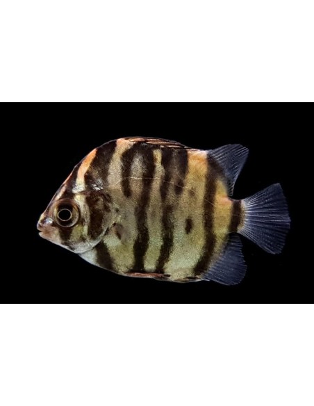 SCATOPHAGUS ROJO 3-4CM