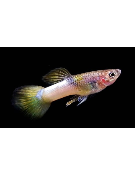 GUPPY MACHO PANDA 2.5-3CM