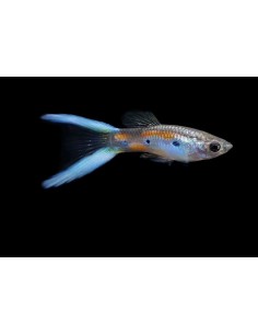 GUPPY MACHO DOBLE ESPADA AZUL 3-3.5CM