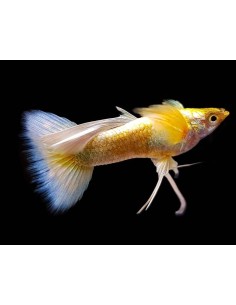 GUPPY MACHO FULL GOLD 2-2.5CM