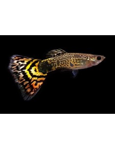 GUPPY MACHO LEOPARDO 3-3.5CM