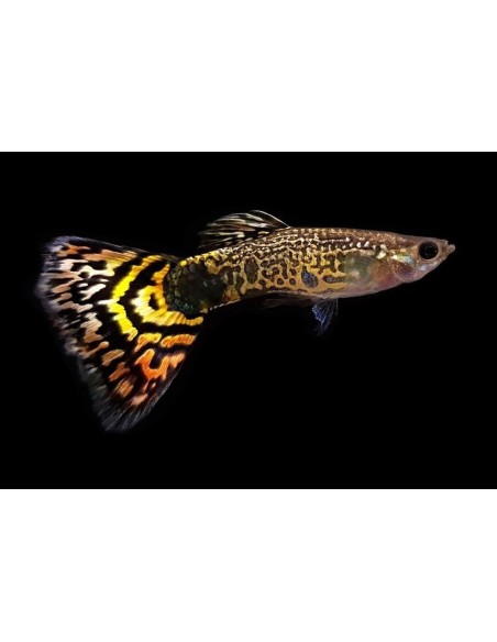 GUPPY MACHO LEOPARDO 3-3.5CM