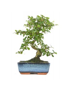 Bonsái Carmona Microphylla Mistral 8 años  Elegancia y fácil cuidado para interiores