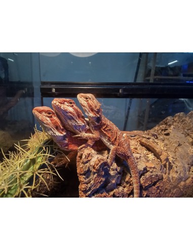 DRAGON BARBUDO ROJO 25CM / POGONA VITTICEPS
