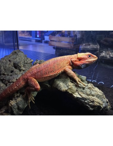 DRAGON BARBUDO ROJO +25CM / POGONA VITTICEPS