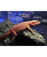 DRAGON BARBUDO ROJO +25CM / POGONA VITTICEPS