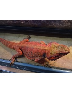 DRAGON BARBUDO ROJO +25CM / POGONA VITTICEPS 2