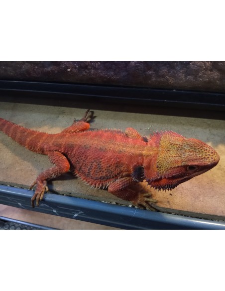 DRAGON BARBUDO ROJO +25CM / POGONA VITTICEPS