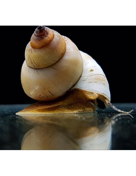 CARACOL WIZARD WHITE 2-3CM