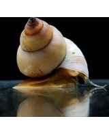 CARACOL WIZARD WHITE 2-3CM