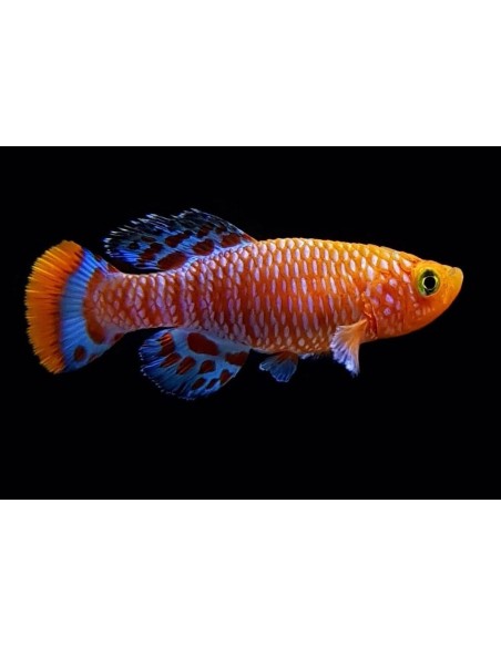 NOTHOBRANCHIUS RACHOVII 2,5-3,5CM