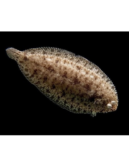 LENGUADO DE AGUA DULCE BRACHIRUS 5-6CM