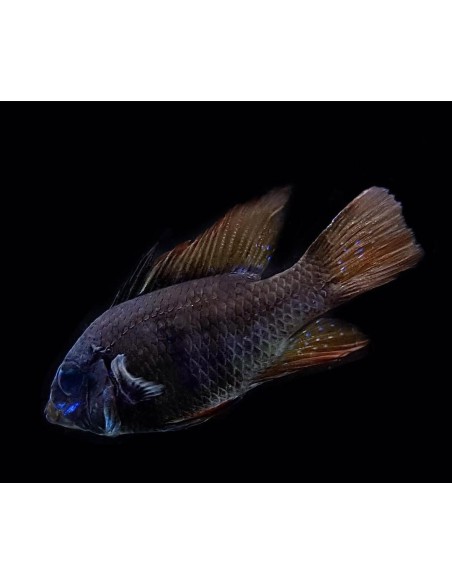 RAMIREZI NEGRO 3-4CM